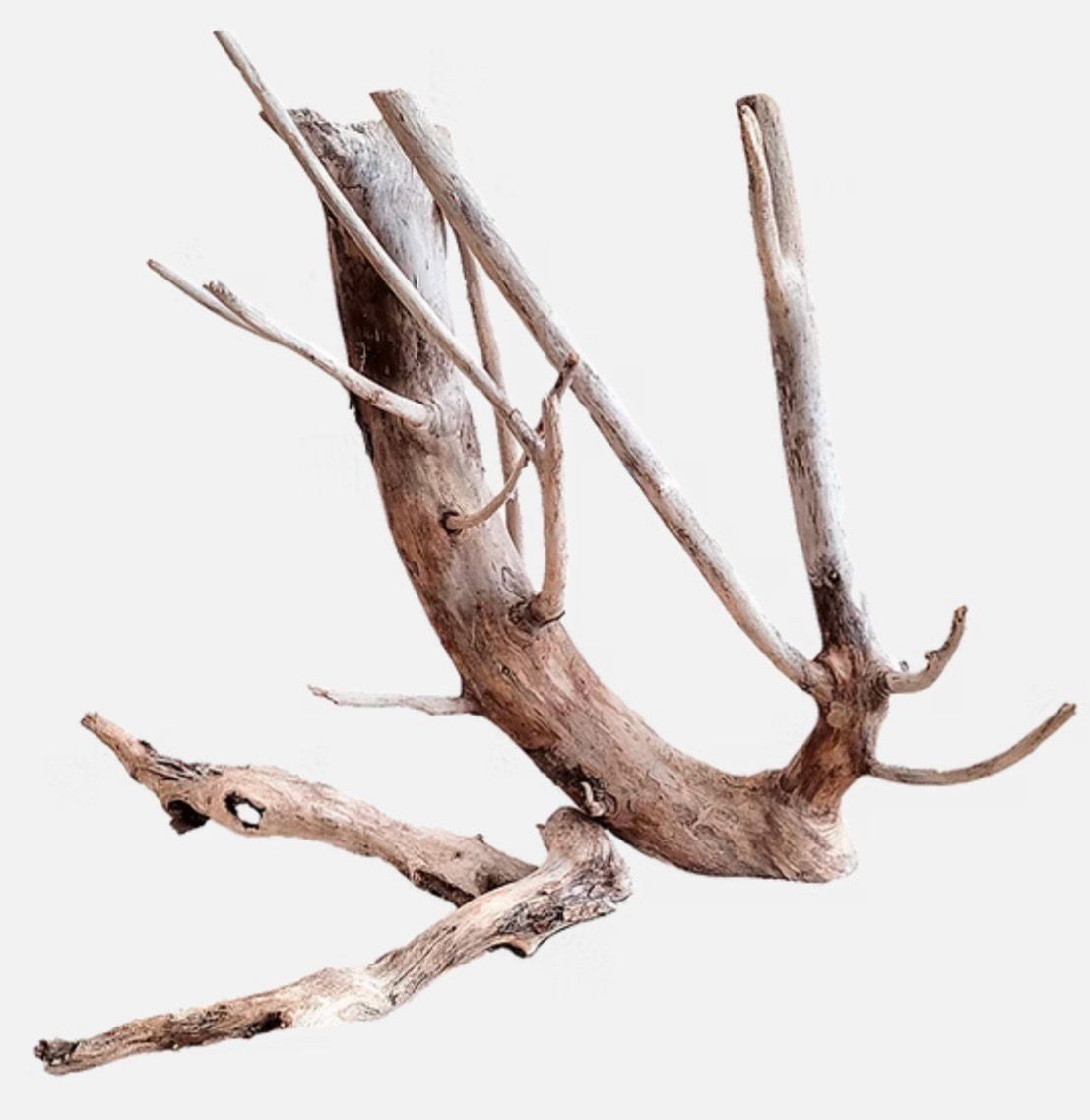 Neptune Wood Wio