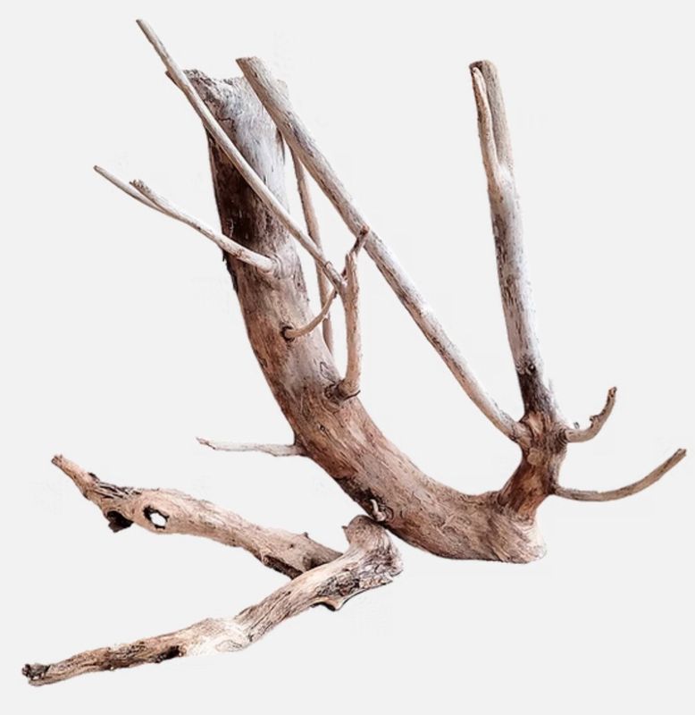 Neptune Wood Wio