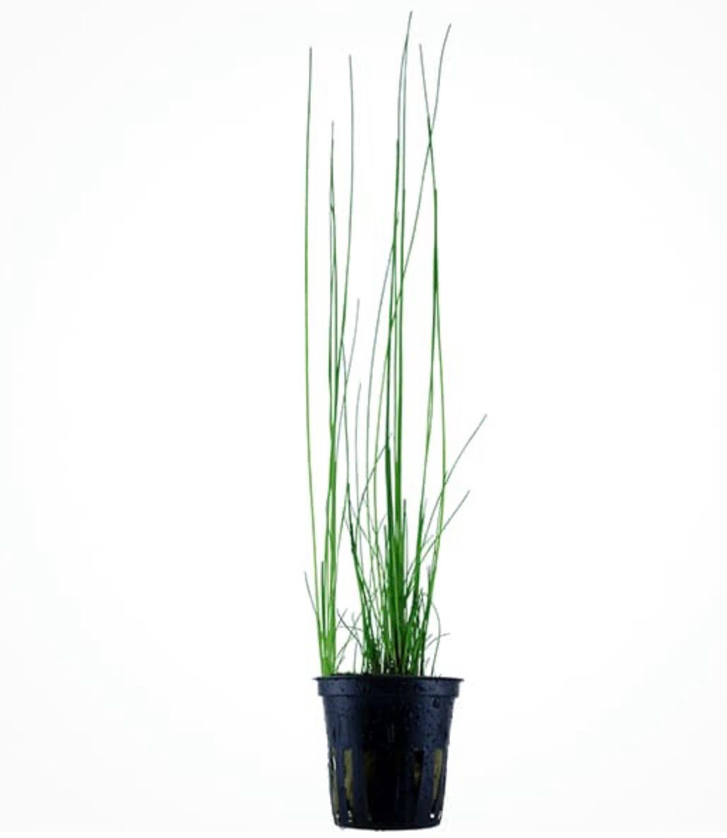 Eleocharis Montevidensis