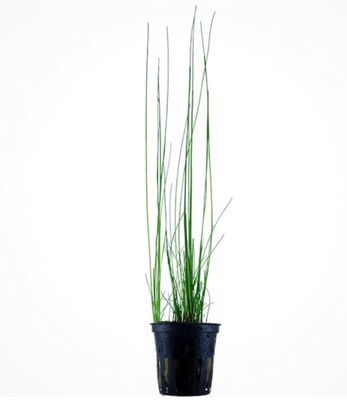 Eleocharis Montevidensis