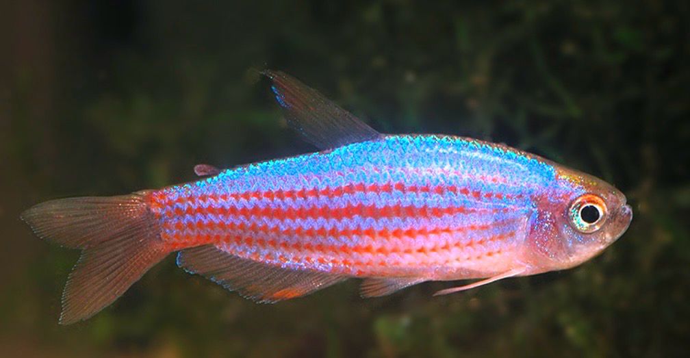 Inpaichthys parauapiranga
