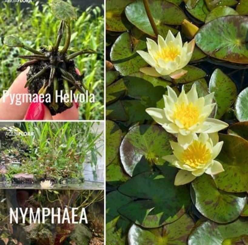 Nymphaea 'Pygmaea Helvola' (flor amarilla)