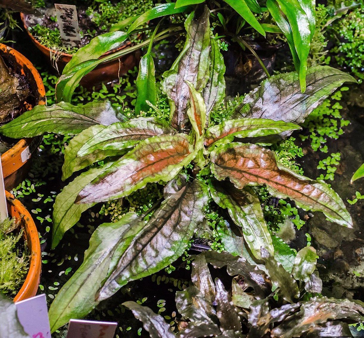 Cryptocoryne wendtii 'Green Gecko' in vitro