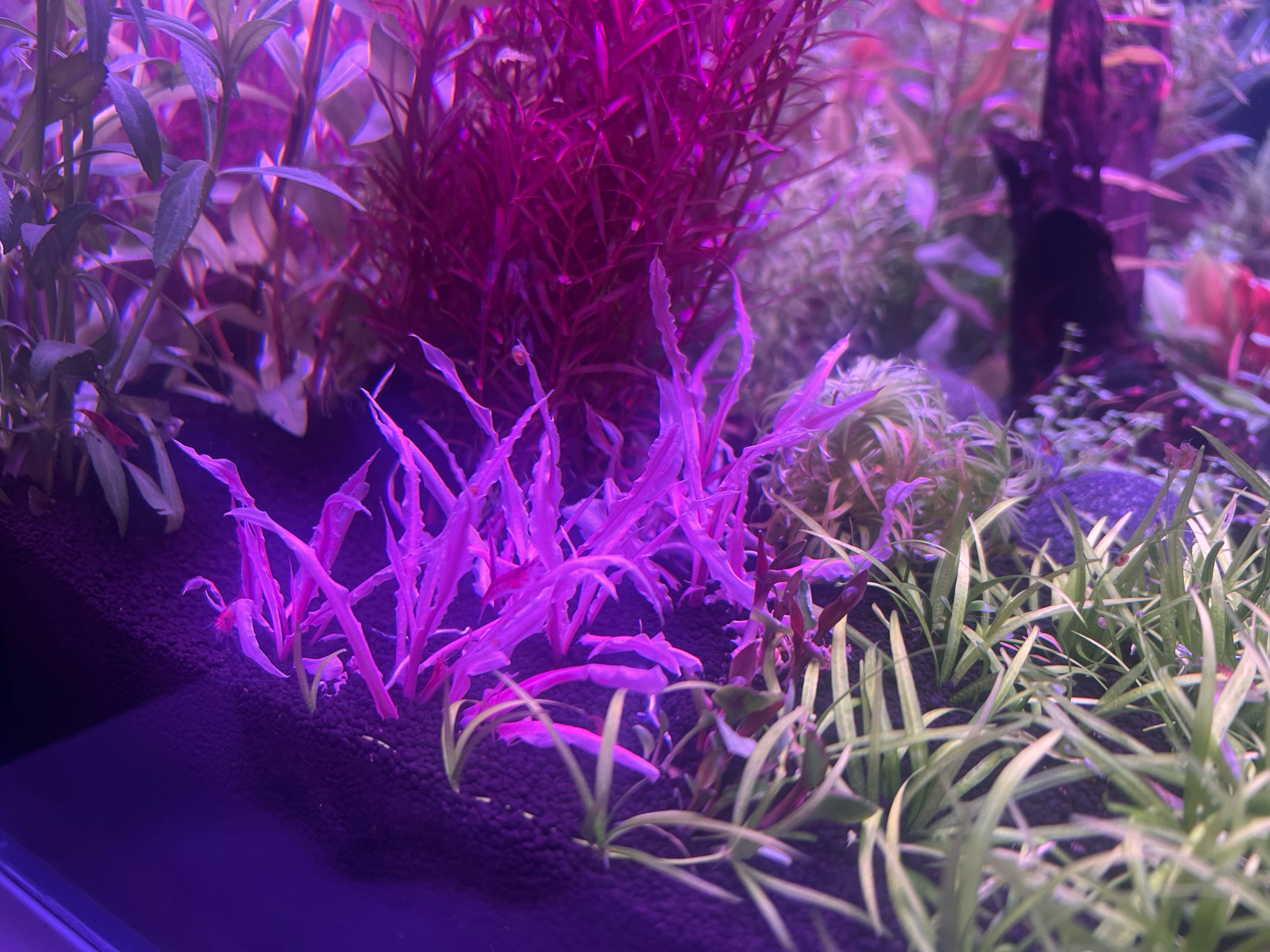 Cryptocoryne balansae pink