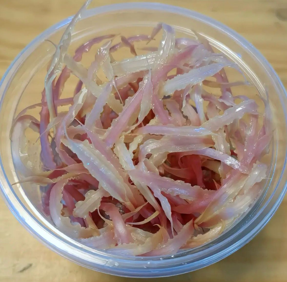 Cryptocoryne balansae pink