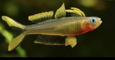 PSEUDOMUGIL FURCATUS