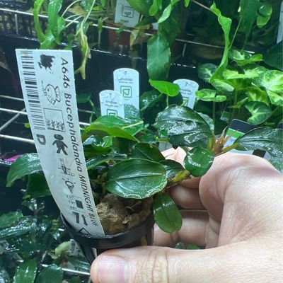 Bucephalandra midnight blue