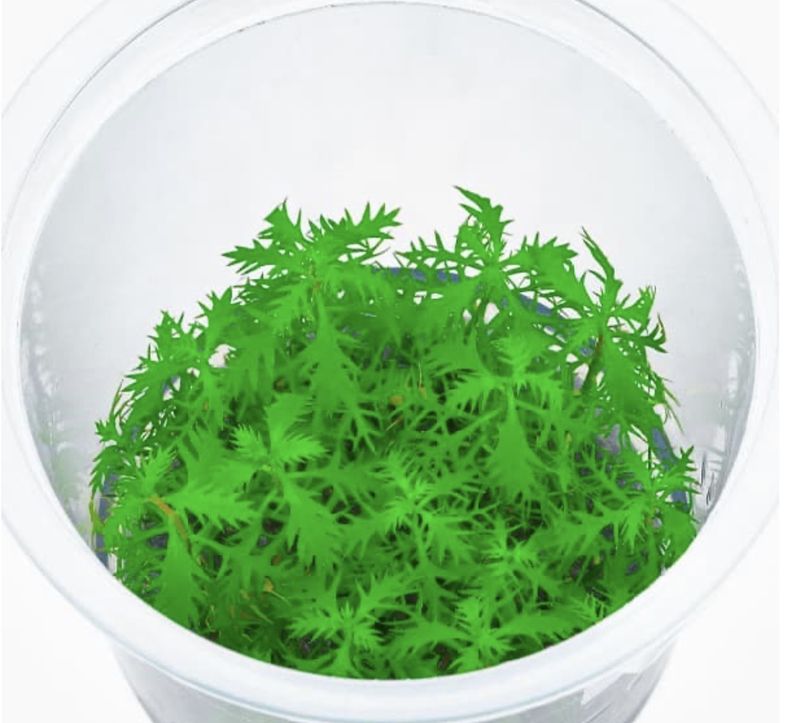 Proserpinaca palustris Cuba IN VITRO