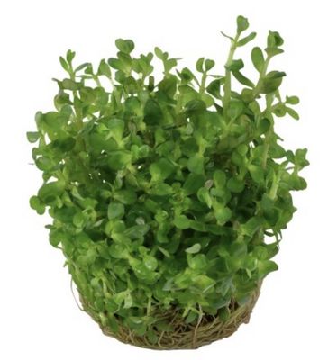 Rotala indica 'Bonsai' Maceta