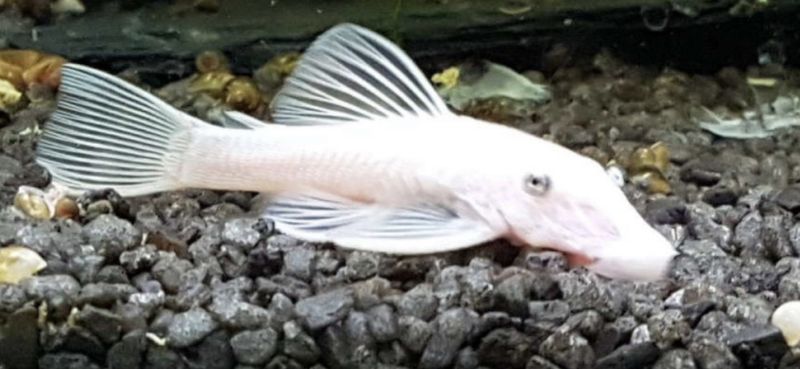 Ancistrus Snow white Velo 4-5cm