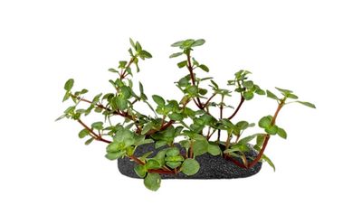 Silver Sparkle Plant Groundcover
