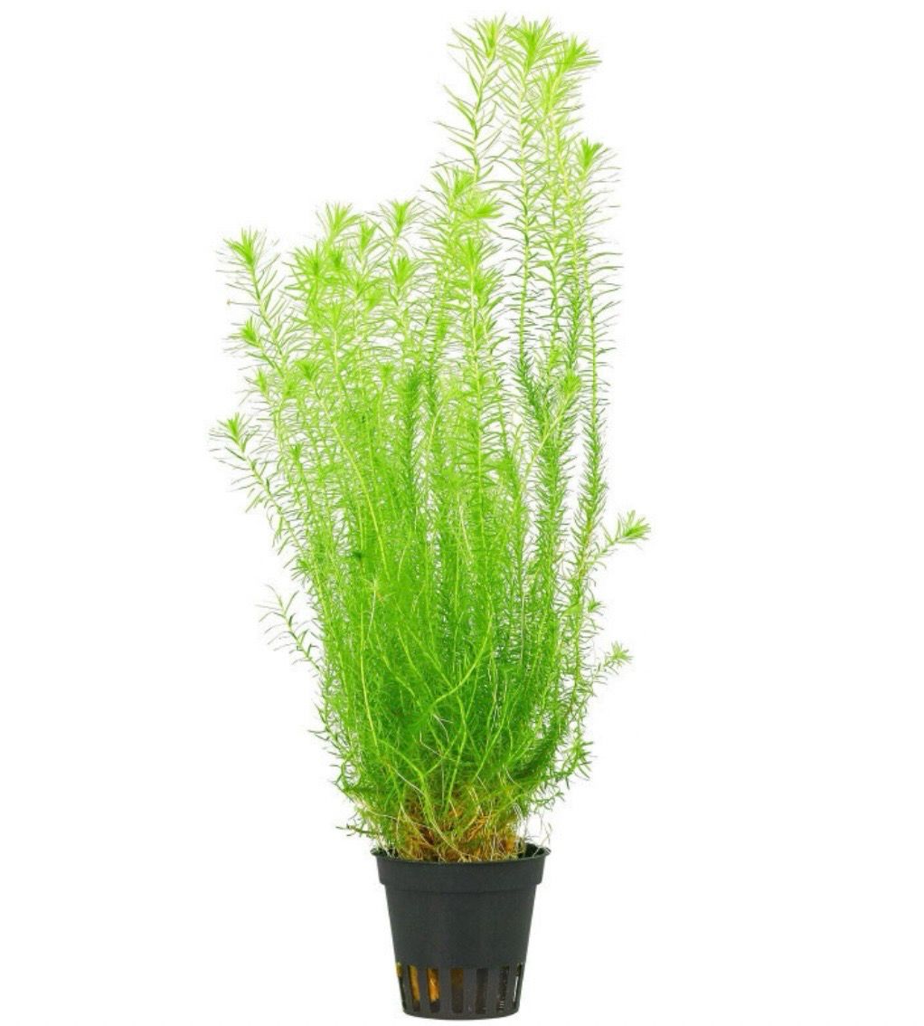 MAYACA FLUVIATILIS