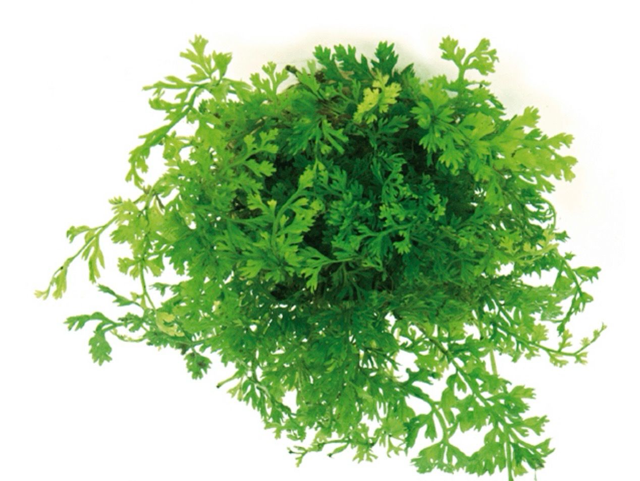 Bolbitis Heteroclita Difformis
