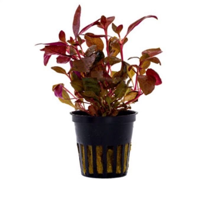 Alternanthera sessilis maceta