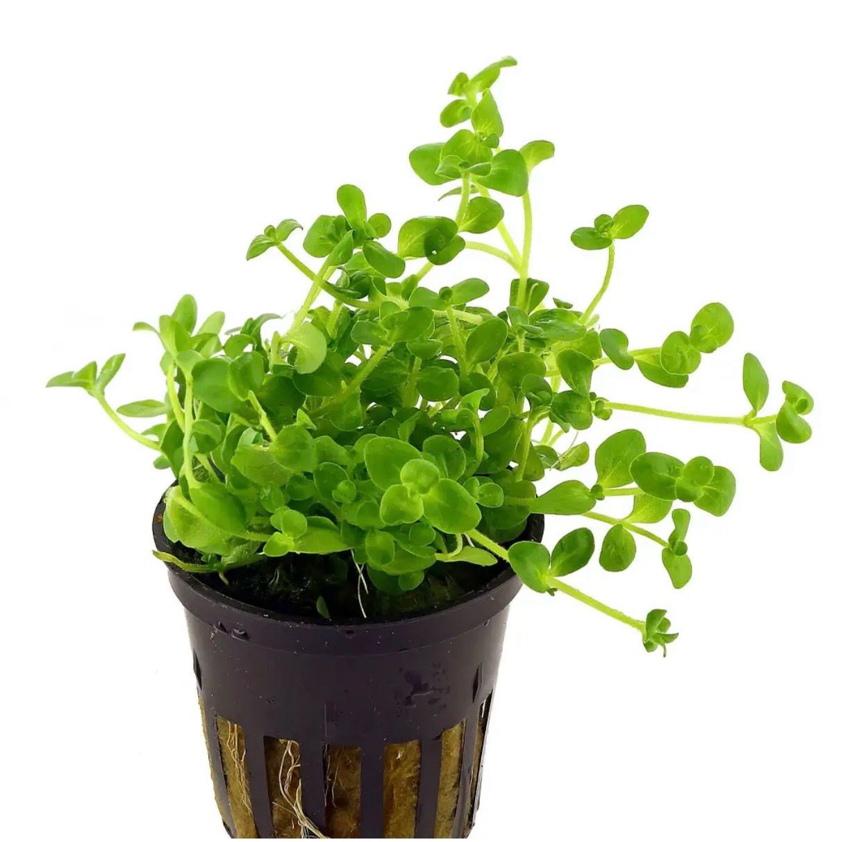 Bacopa Australis Maceta