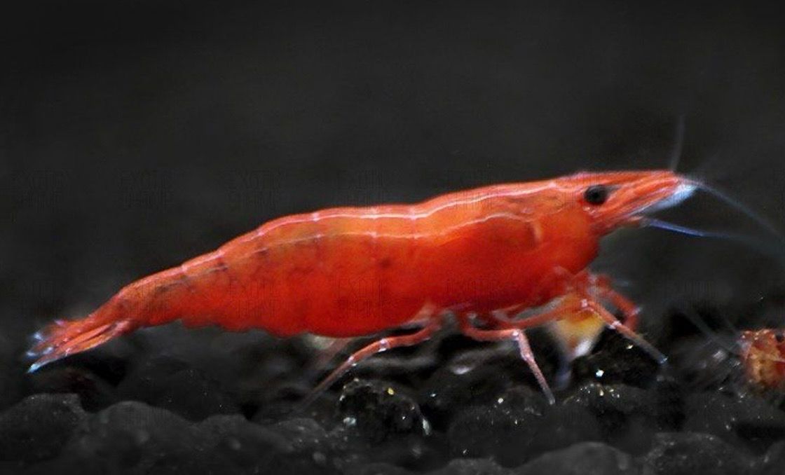 ? Neocaridina Red Fire – Gamba de agua dulce para acuarios plantados