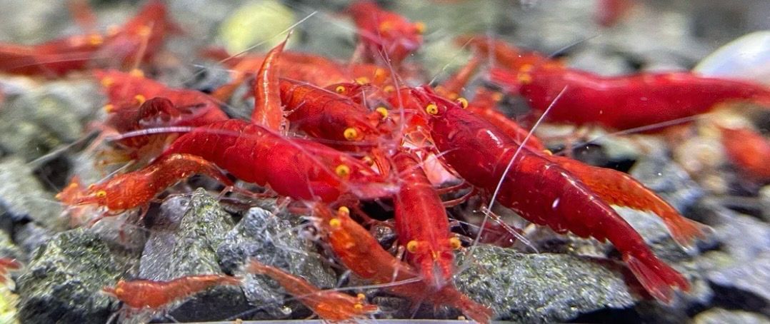 ? Neocaridina “Bloody Mary OE” (Red Demon) – Gamba roja de ojos naranjas