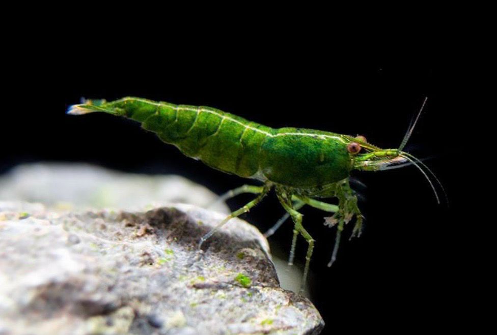 ? Neocaridina Green Jade Golden Onyx – Gamba verde esmeralda selecta
