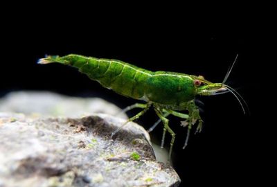 ? Neocaridina Green Jade Golden Onyx – Gamba verde esmeralda selecta