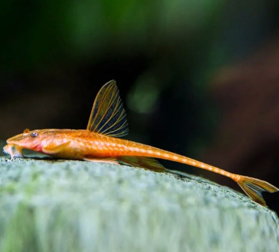 Loricaria sp. red