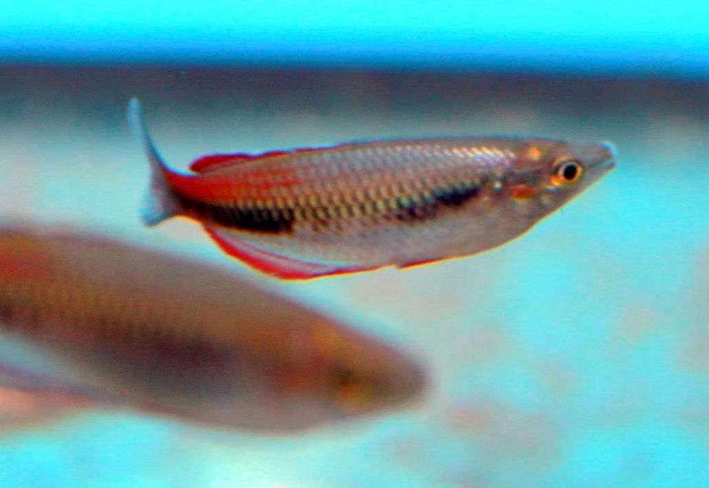 ? Melanotaenia sp. Meyado Village