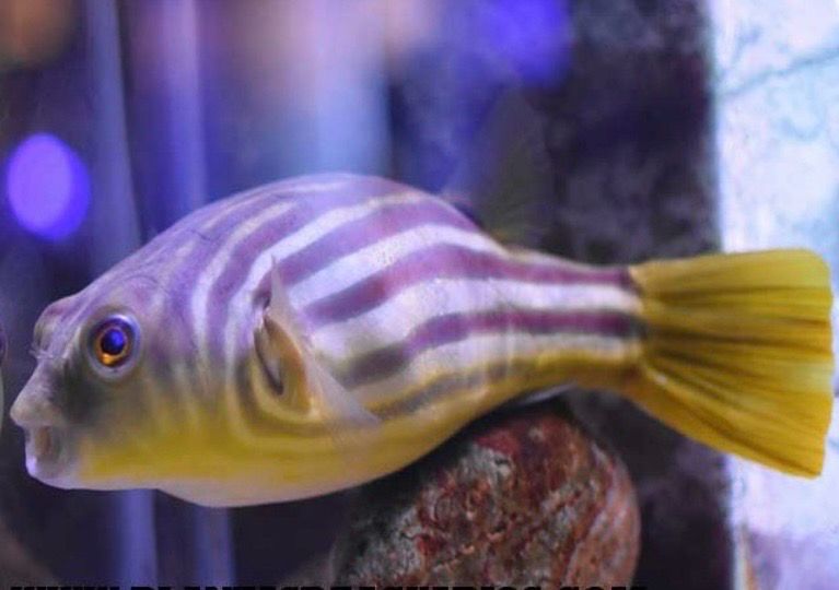 ? Tetraodon Fahaka – Pez globo del Nilo