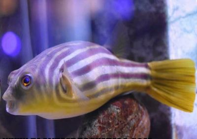 ? Tetraodon Fahaka – Pez globo del Nilo