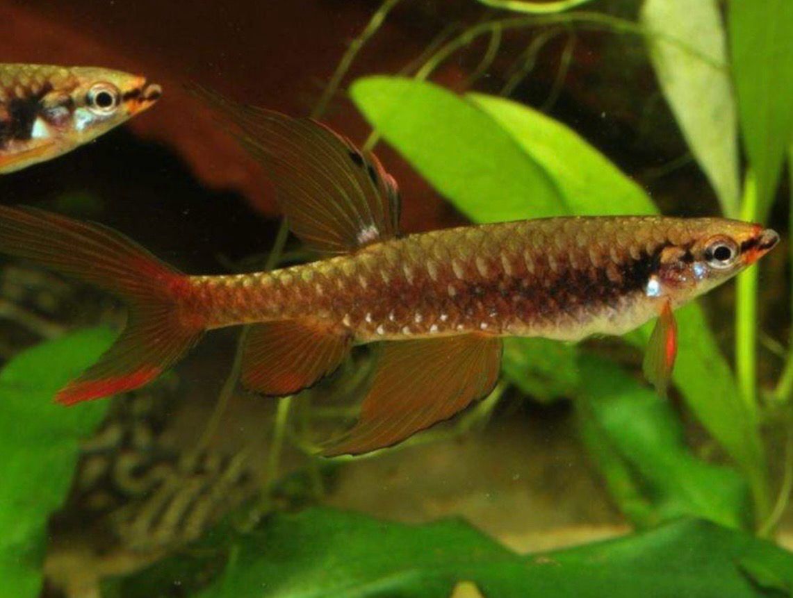 ? Tetra Splash | Copella arnoldi