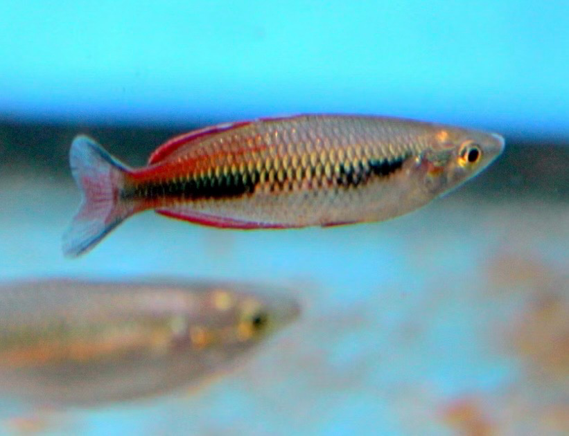 ? Melanotaenia sp. Meyado Village