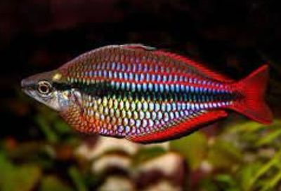 ? Melanotaenia sp. Australe “Super Red”