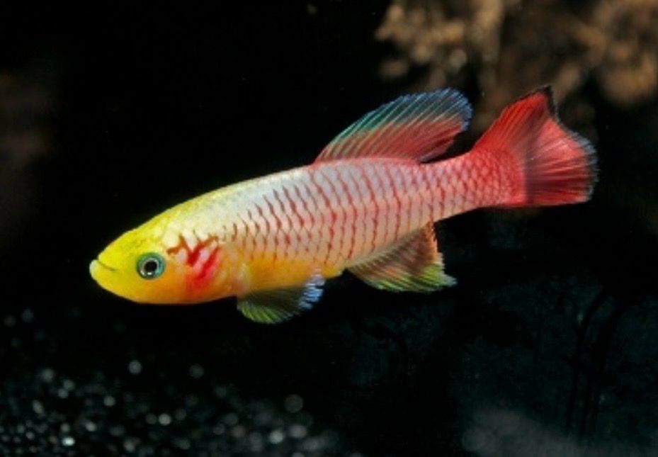 ? Nothobranchius guentheri “Gold” Pareja