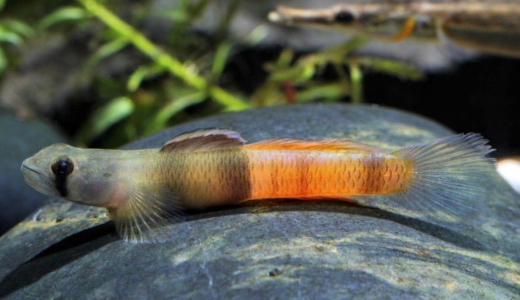 ? Sicyopus zosterophorum