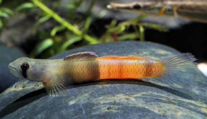 ? Sicyopus zosterophorum