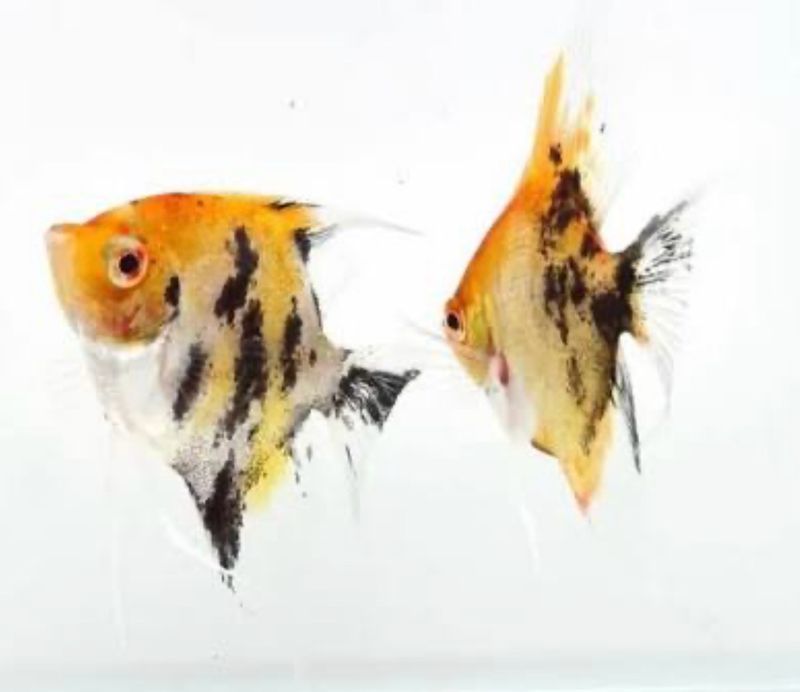 ? Escalar Red Devil 4–5 cm