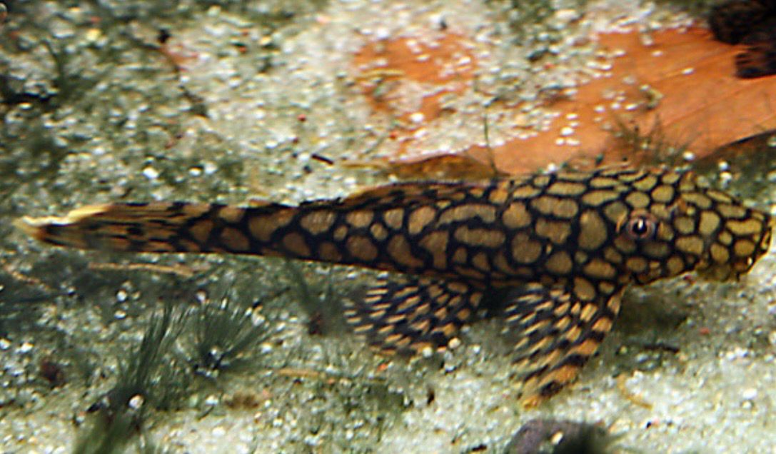 ? Ancistrus sp. “Wabenmuster”