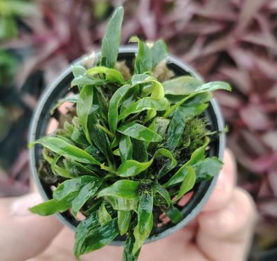 Anubia mínima dragón clawn 