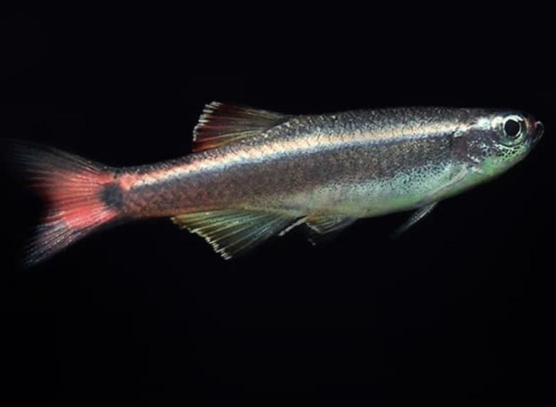 Neon Chino Velo Tanichthys Albonubes Neon Chino Velo Tanichthys Albonubes