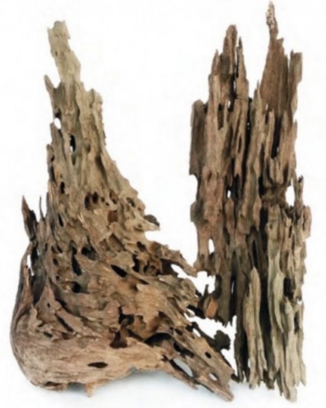 Madera Dragonscale talla S Wio