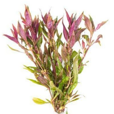 ? Alternanthera Lilacina – En maceta