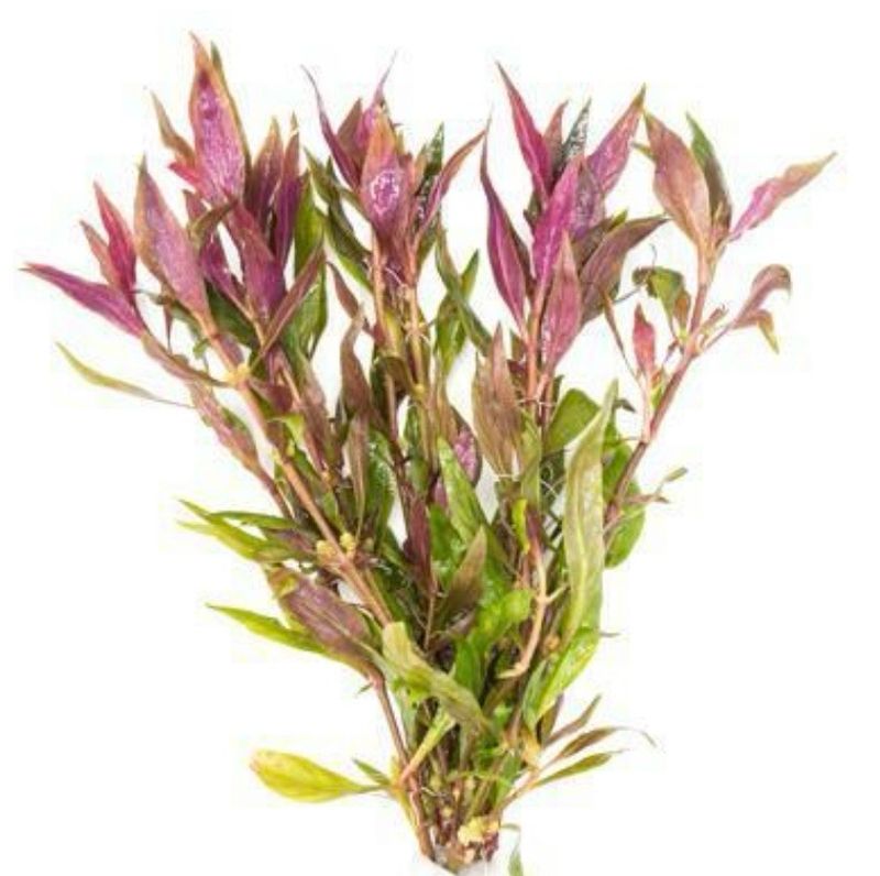 ? Alternanthera Lilacina – En maceta