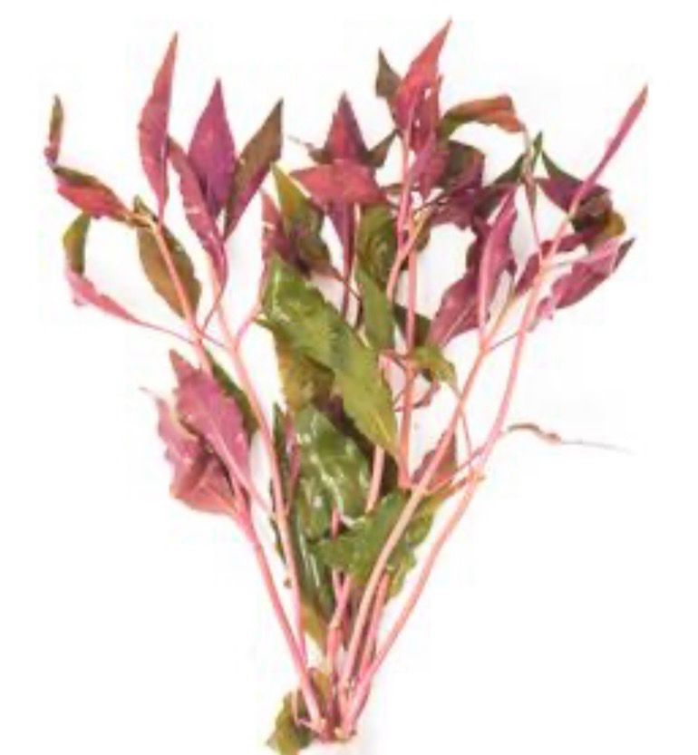 ? Alternanthera reineckii “Bronze” – En maceta