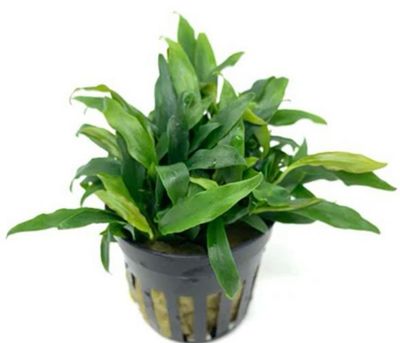 ? Anubias barteri var. glabra “Dragon” – En maceta