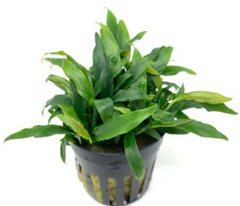 ? Anubias barteri var. glabra “Dragon” – En maceta ? Anubias barteri var. glabra “Dragon” – En maceta