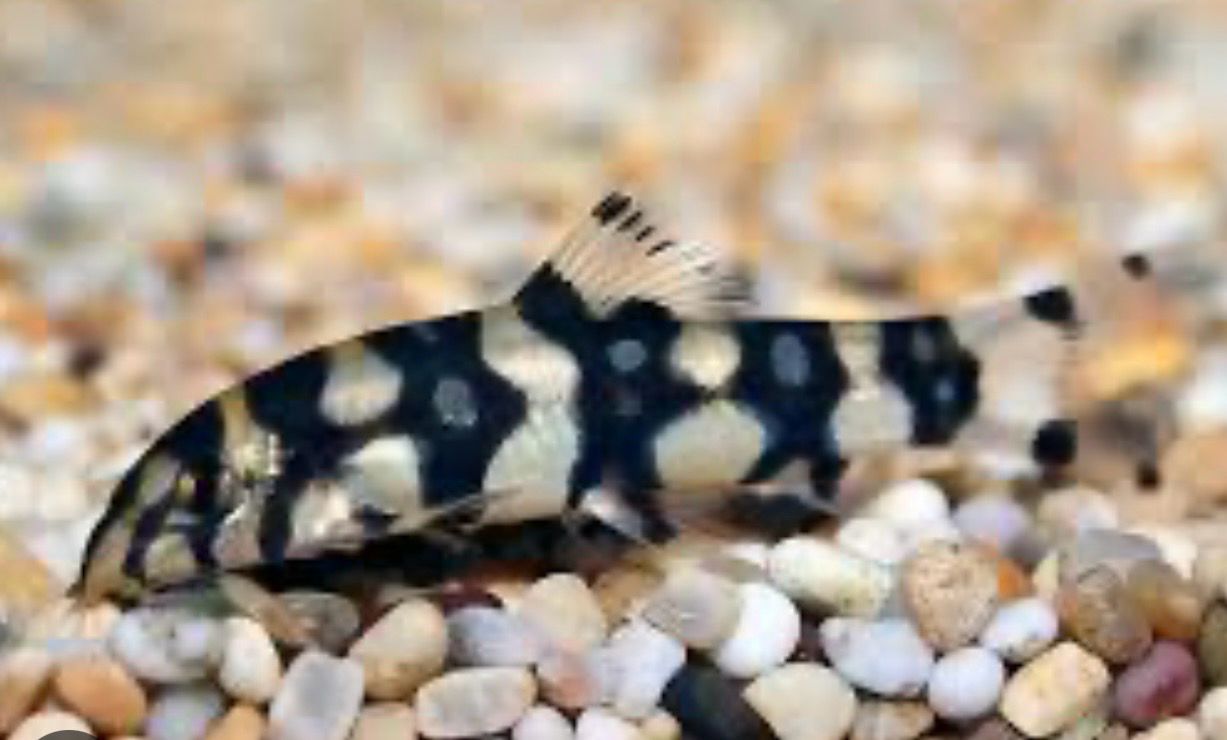 Botia Kubotai  Botia Kubotai