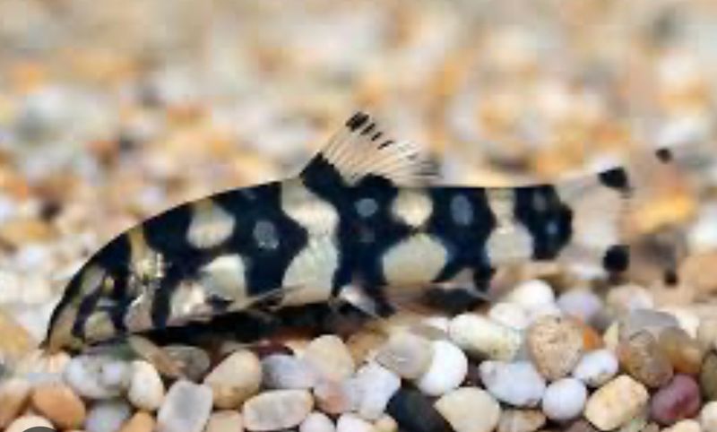 Botia Kubotai  Botia Kubotai