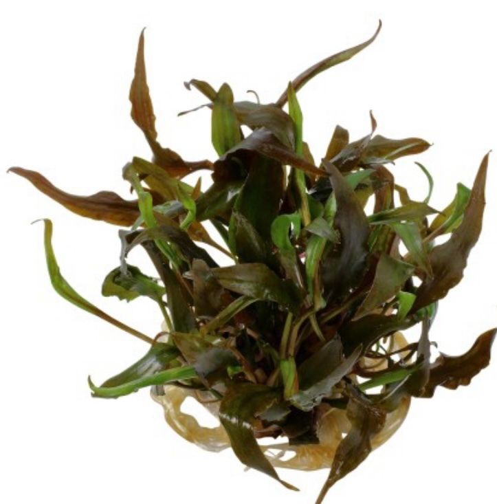 ? Cryptocoryne undulatus ‘Red’ – En maceta ? Cryptocoryne undulatus ‘Red’ – En maceta