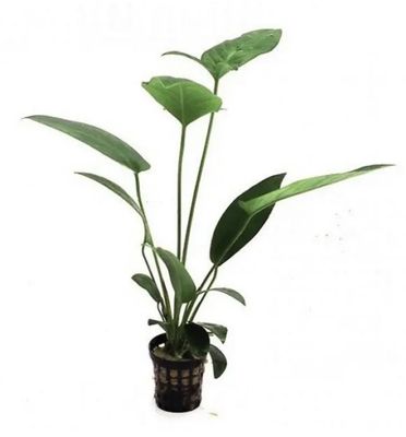 ? Anubias gilletii – En maceta