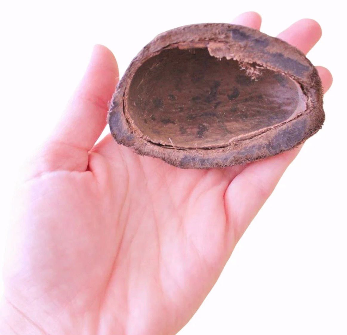 ? Mangrove Pod – Fruto natural para acuarios y gambarios