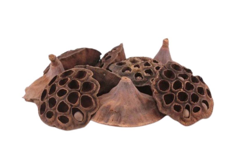 ? Lotus Mini – 5 unidades fruto natural para acuarios y gambarios 