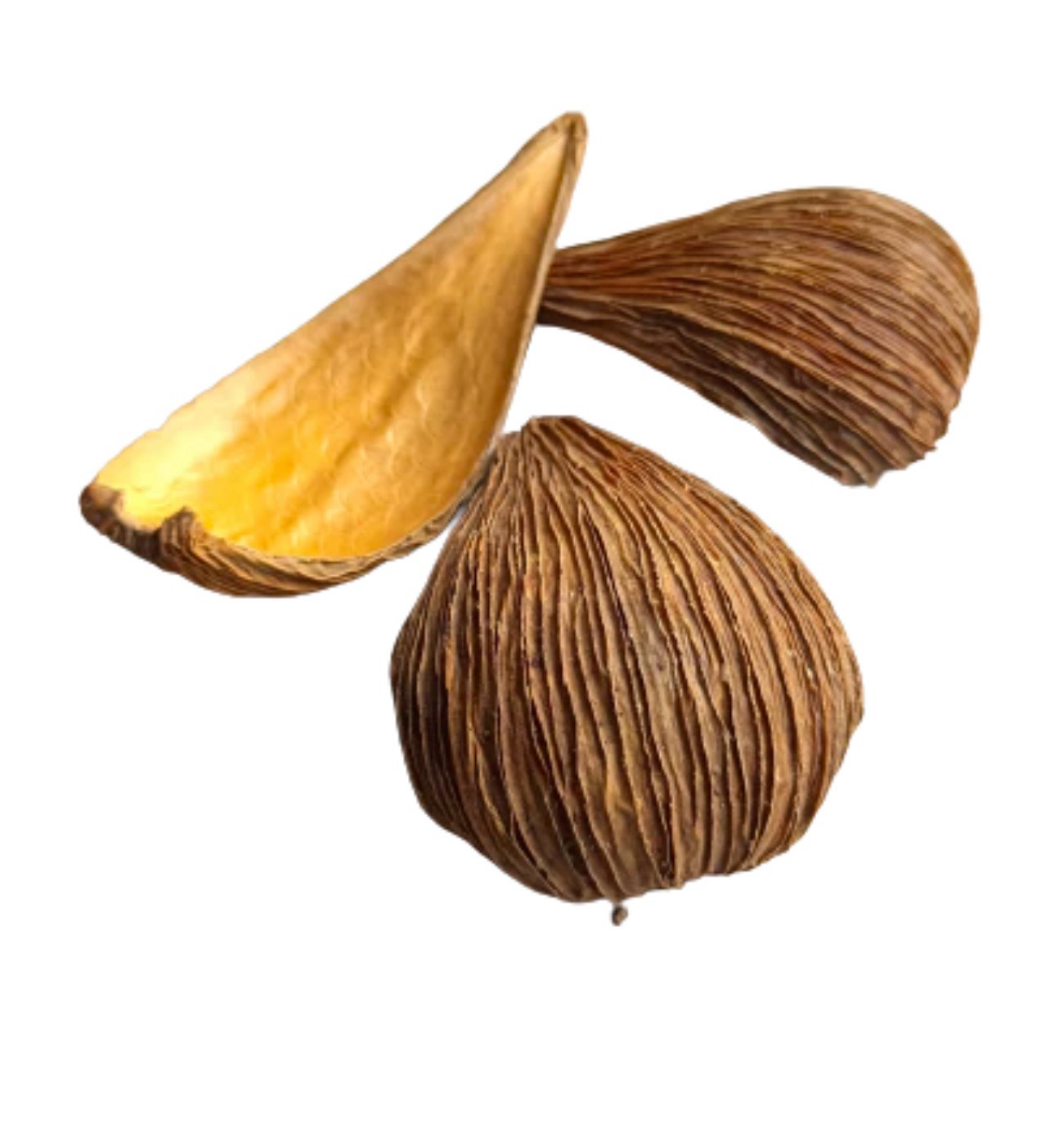 Oreja de Elefante – Vaina natural para acuarios y gambarios